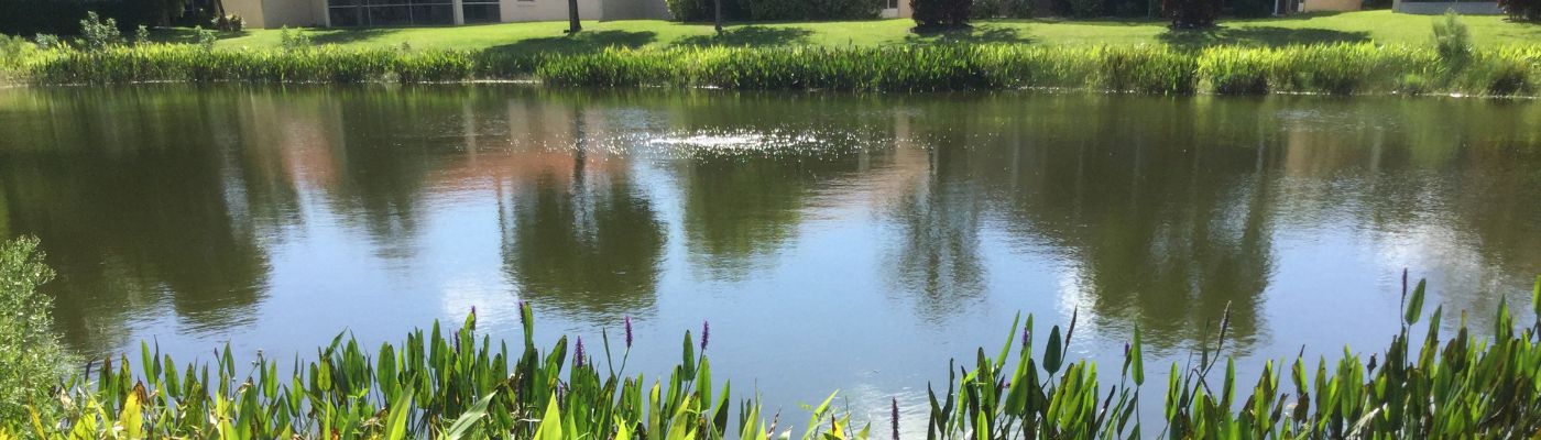 aeration boil from a submersed aerator in a community lake surrounded by vegetative plant buffers