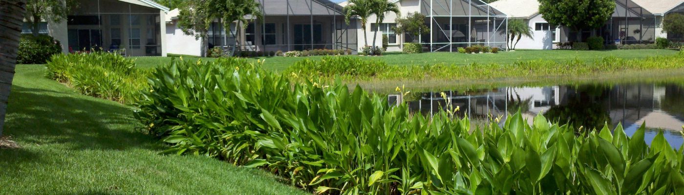 beautiful vegetative buffer zone in a community pond