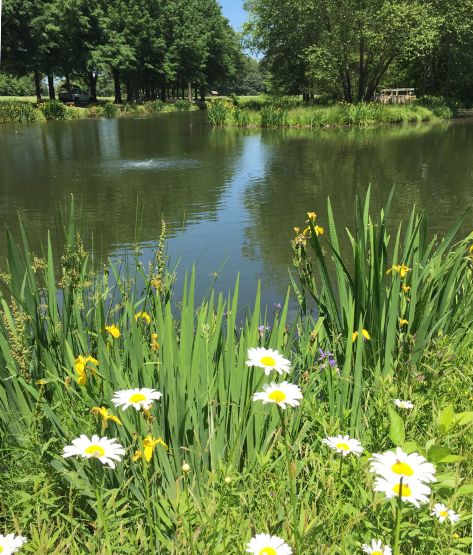 pond with a vegetative buffer, flowers, and aeration